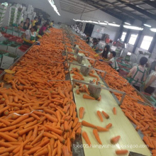 Organic Fresh Carrots Sweet Fresh Carrots